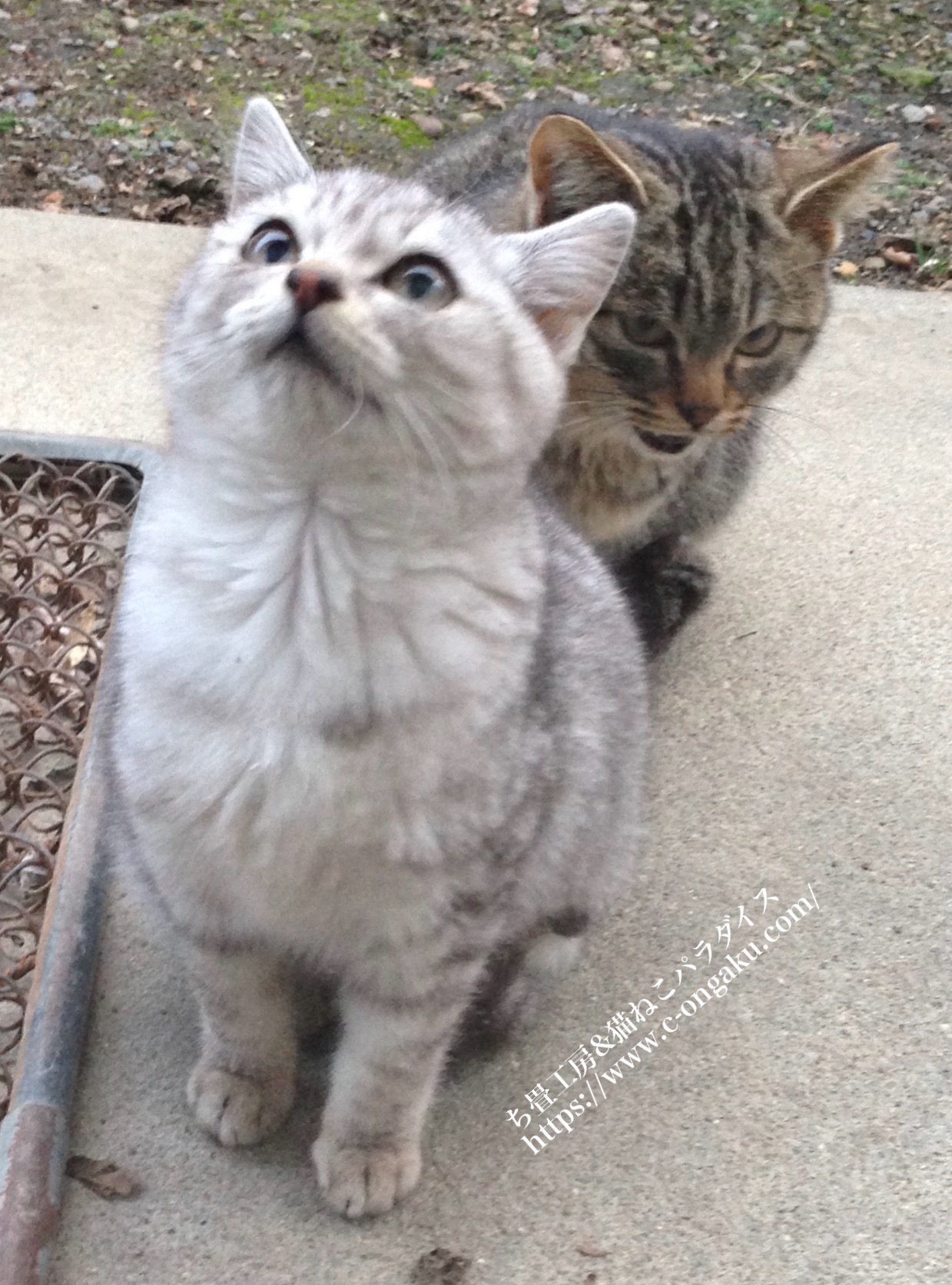 “Funny cat expressions – silver kitten looking up and grumpy tabby cat behind”