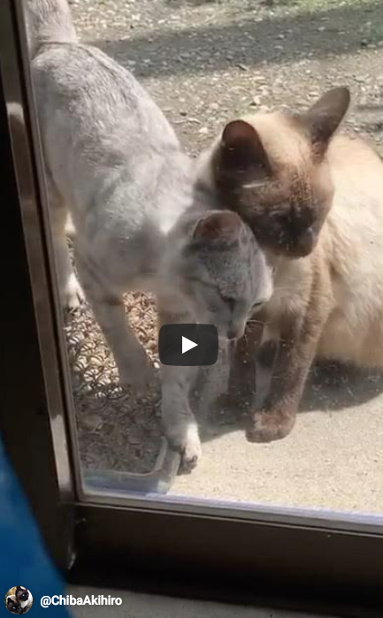 Siamese Mother Cat & Clingy Tabby Daughter – A Heartwarming YouTube Shorts Video